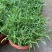 太阳花苗盆栽带花苞重瓣花卉观花植物室内花带根阳台四季