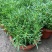 太阳花苗盆栽带花苞重瓣花卉观花植物室内花带根阳台四季