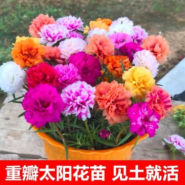 太阳花苗盆栽带花苞重瓣花卉观花植物室内花带根阳台四季