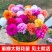 太阳花苗盆栽带花苞重瓣花卉观花植物室内花带根阳台四季