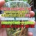 太阳花苗盆栽带花苞重瓣花卉观花植物室内花带根阳台四季