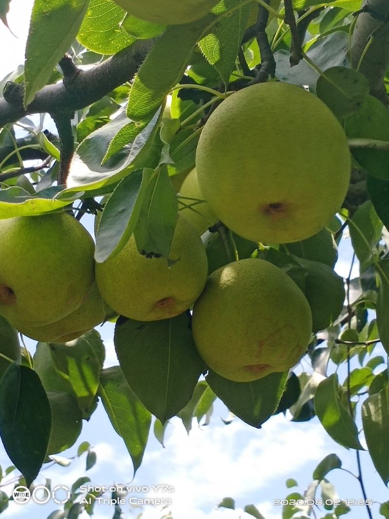 ji热卖中精品黄梨口感脆甜外皮好看大量上市了