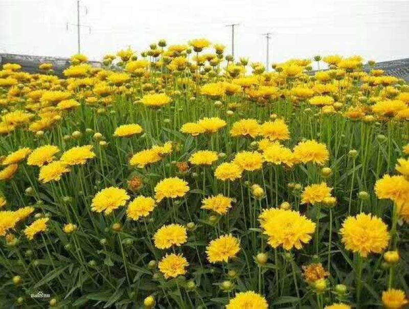 金鸡菊种子耐寒性强多年生花海花卉种子园艺种子