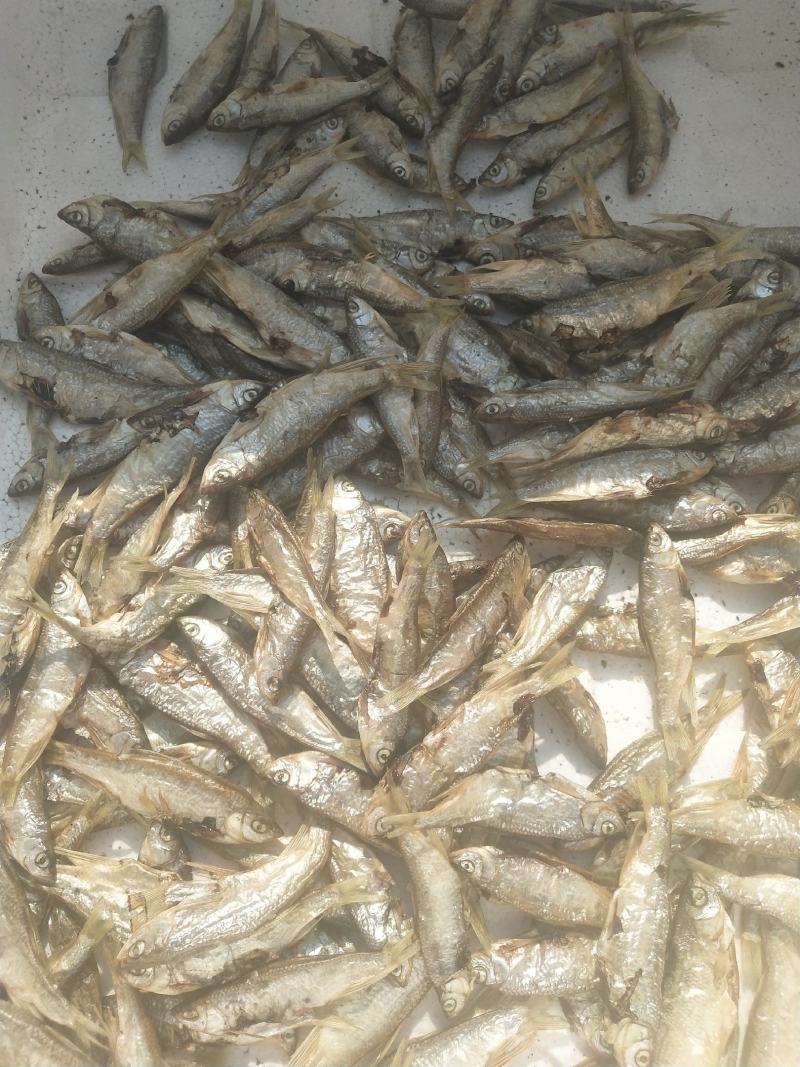 桃花马口鱼干烤干烘干无盐干