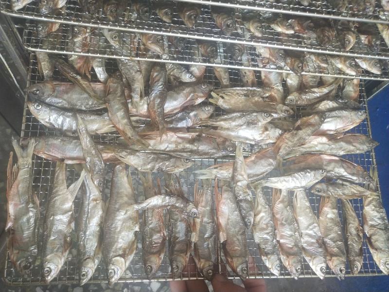 桃花马口鱼干烤干烘干无盐干