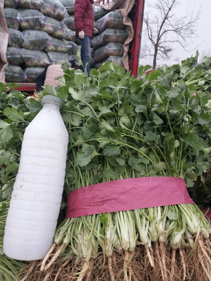 【火爆】河南香菜25公分产地直供代发全国