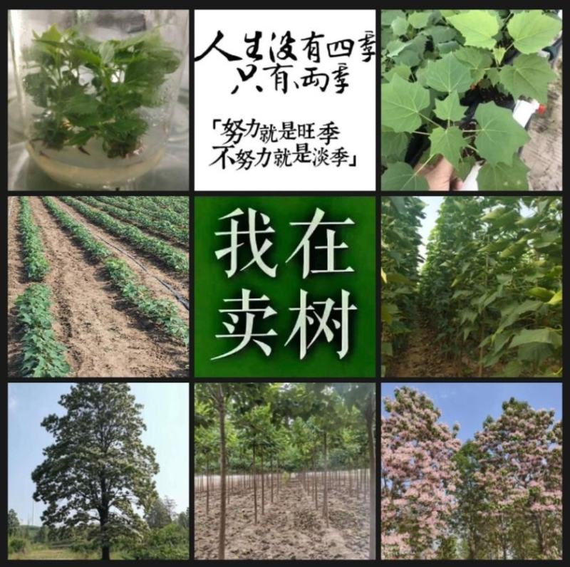 楸树楸树小苗售2～6公分金丝楸树苗～