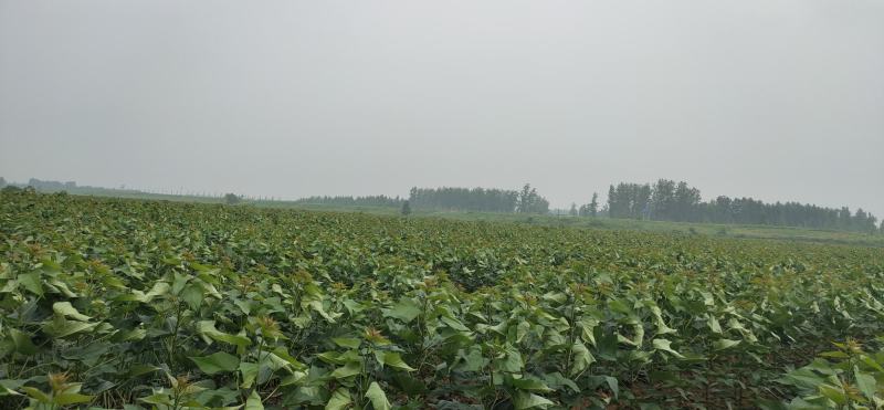 楸树楸树小苗售2～6公分金丝楸树苗～