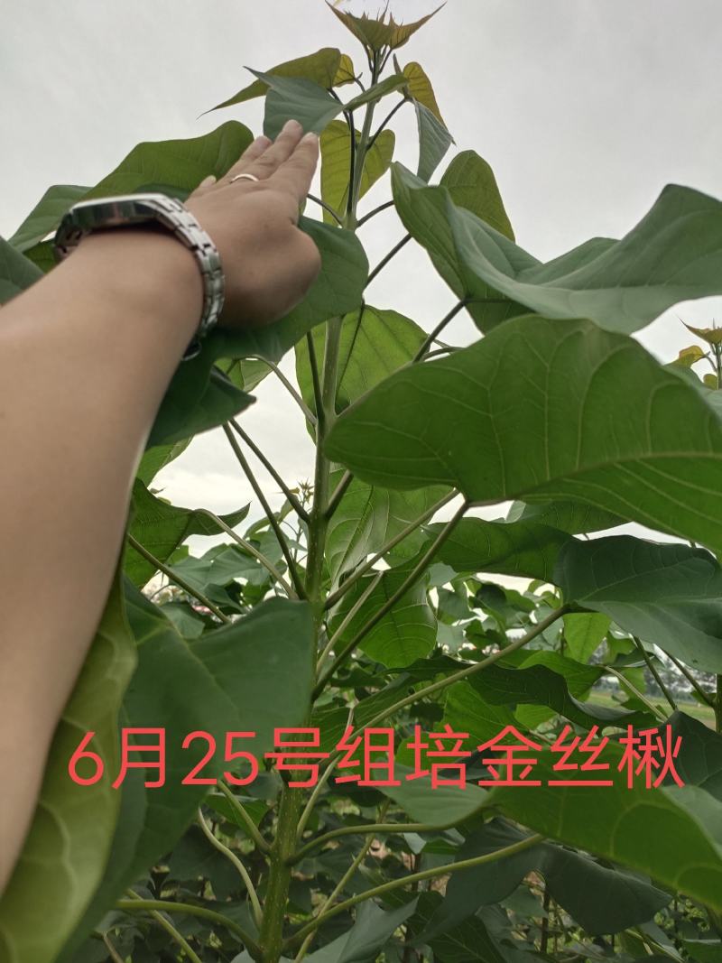 楸树楸树小苗售2～6公分金丝楸树苗～