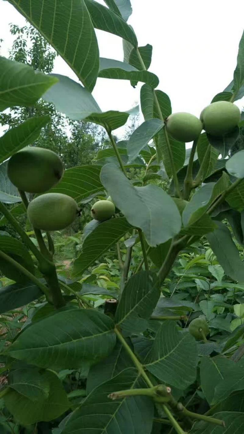 香玲川早良种嫁接核桃苗早熟薄壳基地现挖保湿发货成活率高
