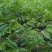 香玲川早良种嫁接核桃苗早熟薄壳基地现挖保湿发货成活率高