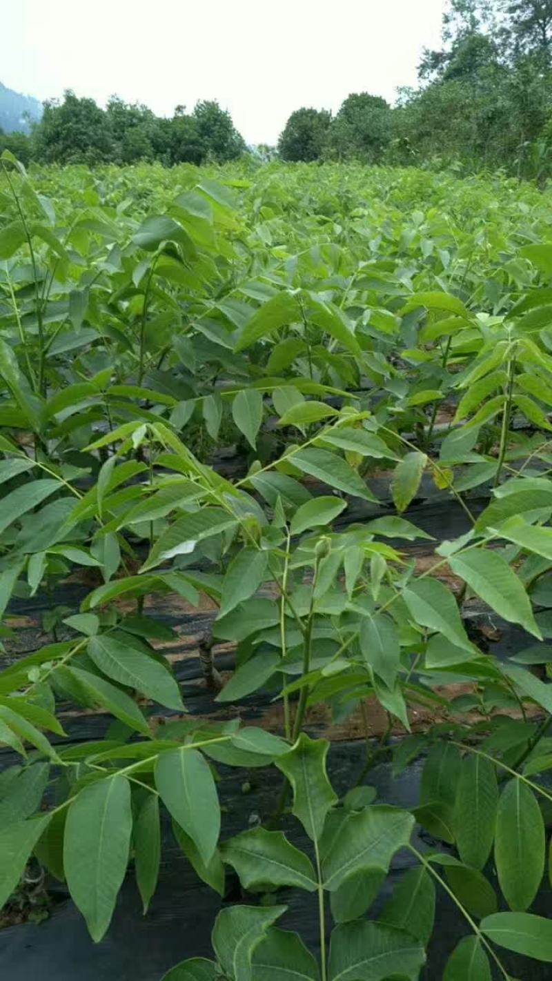 香玲川早良种嫁接核桃苗早熟薄壳基地现挖保湿发货成活率高
