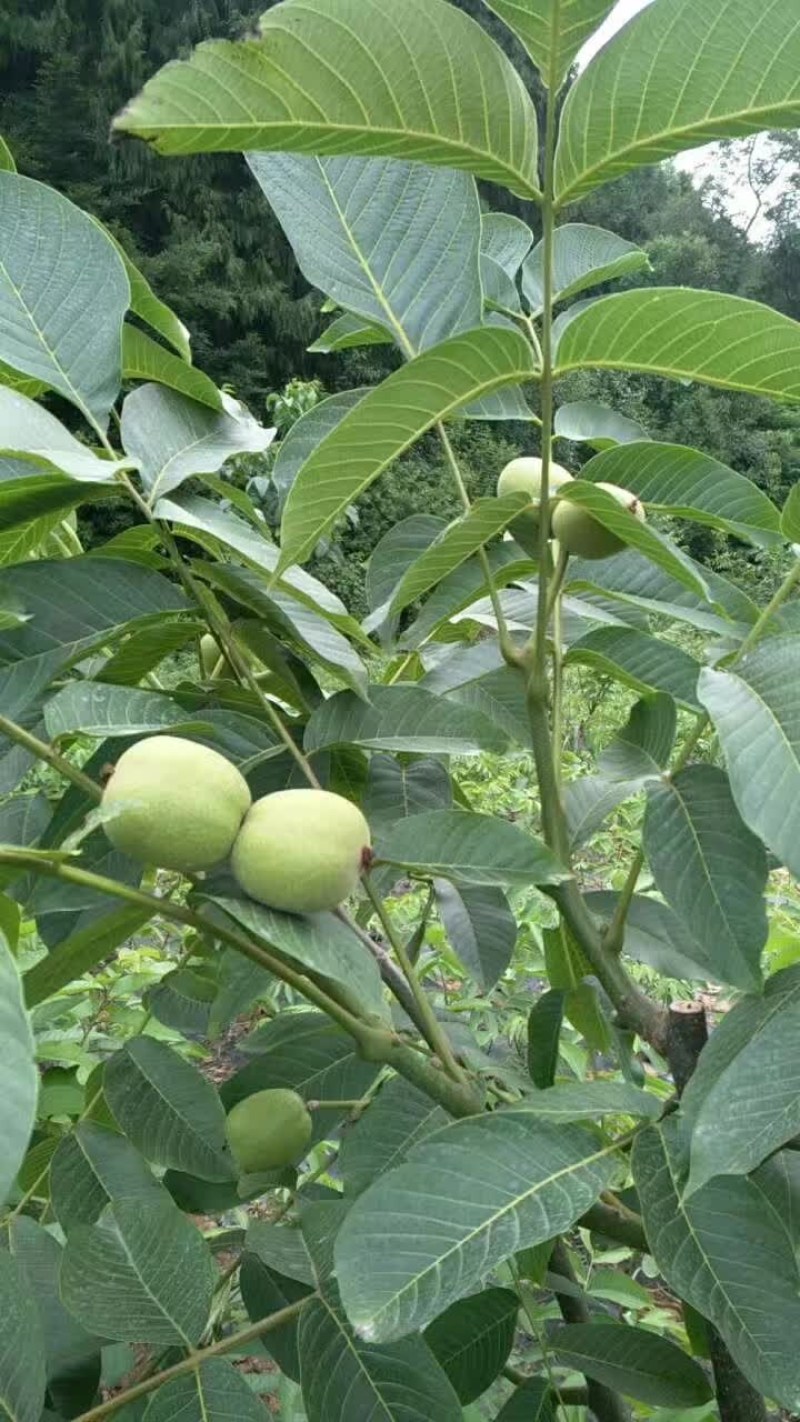 香玲川早良种嫁接核桃苗早熟薄壳基地现挖保湿发货成活率高