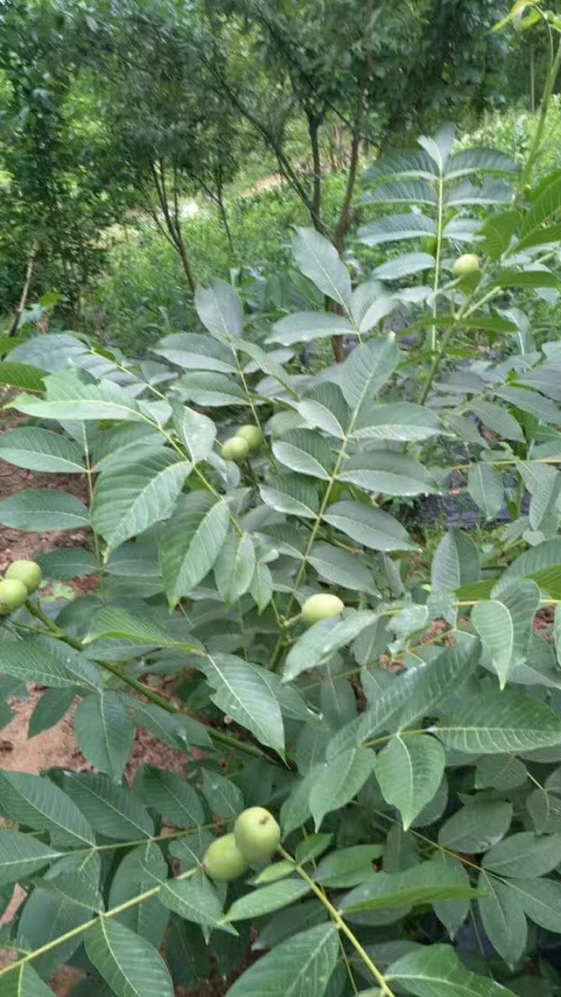 香玲川早良种嫁接核桃苗早熟薄壳基地现挖保湿发货成活率高