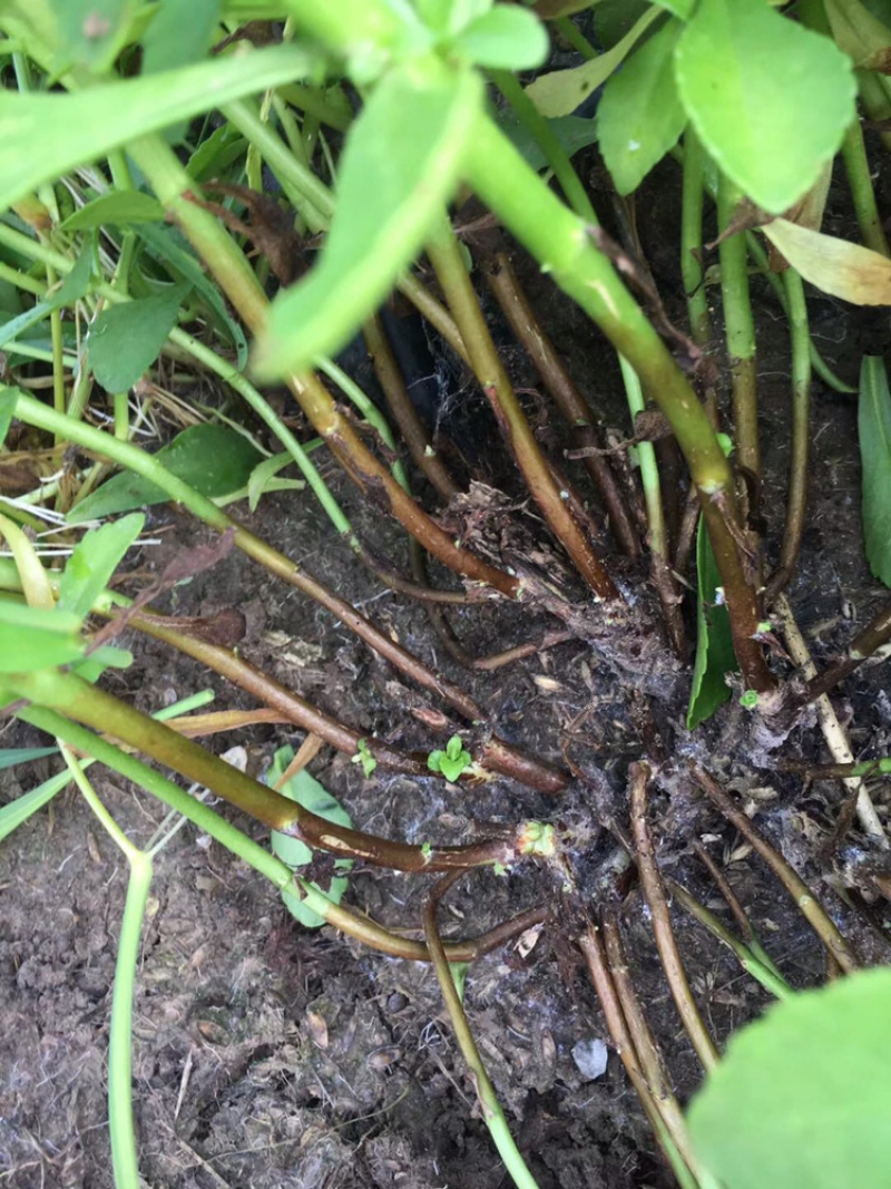 养心菜苗高钙菜苗费菜苗，保质量、包成活！