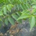 香玲川早良种嫁接核桃苗早熟薄壳基地现挖保湿发货成活率高