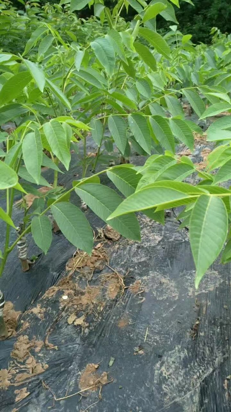 香玲川早良种嫁接核桃苗早熟薄壳基地现挖保湿发货成活率高