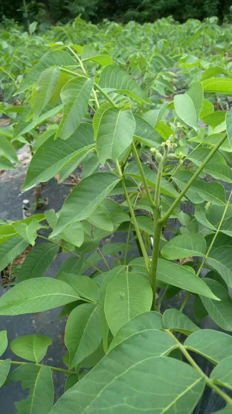 香玲川早良种嫁接核桃苗早熟薄壳基地现挖保湿发货成活率高