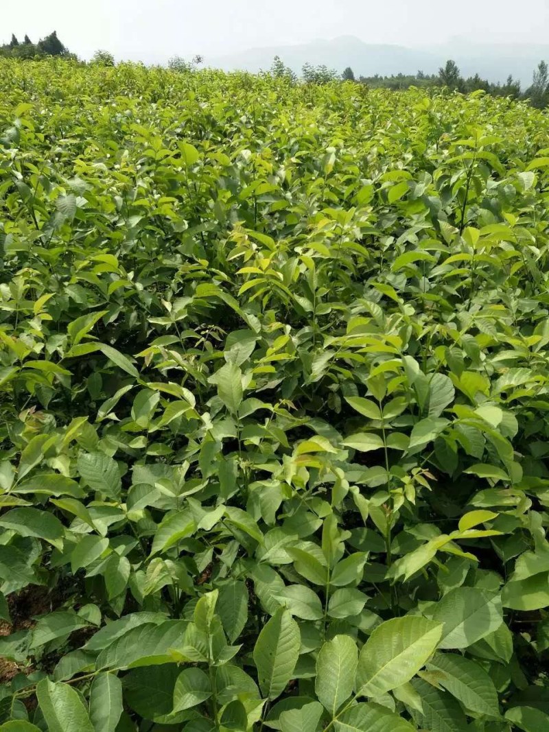 香玲川早良种嫁接核桃苗早熟薄壳基地现挖保湿发货成活率高