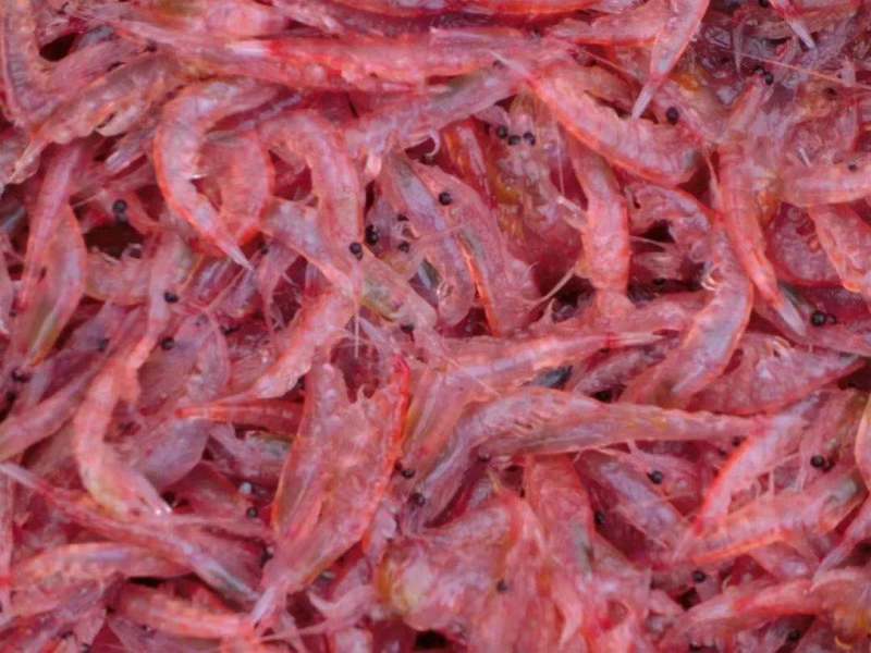 南极磷虾粉普通红虾粉饵料钓鱼虾粉饲料级虾粉磷虾粉