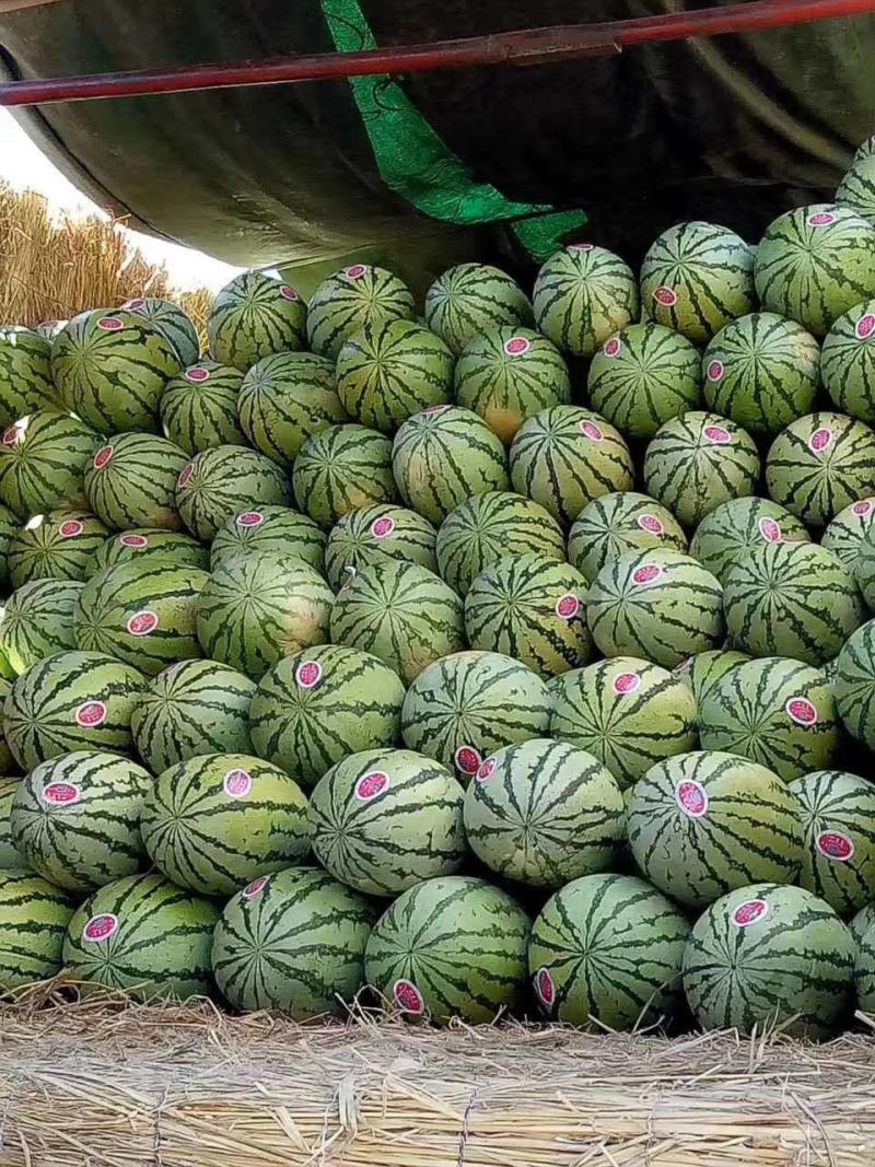 山西忻州沙地西瓜金城5号西瓜8斤打底9成熟1茬