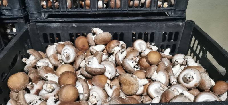 香菇0912常年对外发