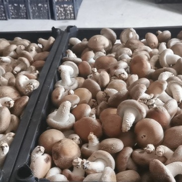 香菇0912常年对外发