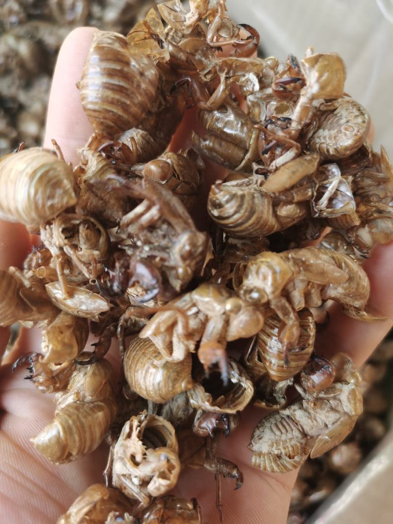 蝉蜕虫退水洗蝉蜕无泥土干净实物拍摄无条件退货包邮