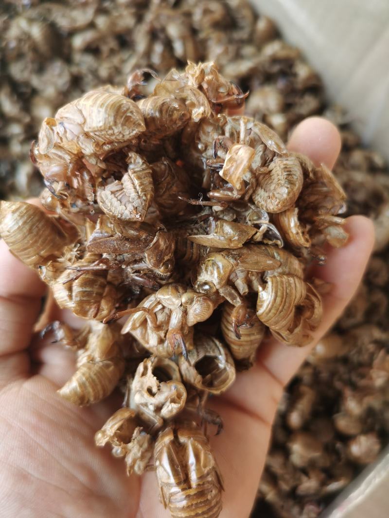 蝉蜕虫退水洗蝉蜕无泥土干净实物拍摄无条件退货包邮