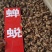 蝉蜕虫退水洗蝉蜕无泥土干净实物拍摄无条件退货包邮