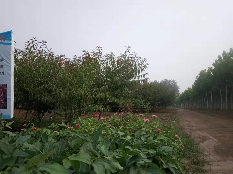 640亩苗木基地绿化景观成品树
