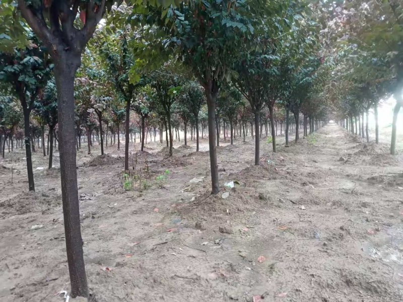 640亩苗木基地绿化景观成品树