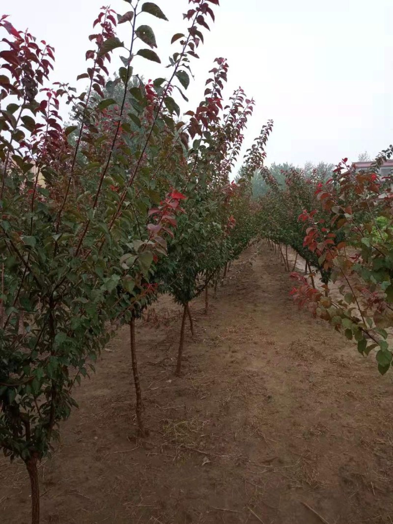 640亩苗木基地绿化景观成品树