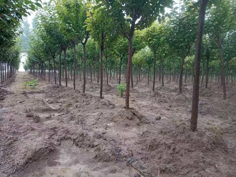 640亩苗木基地绿化景观成品树