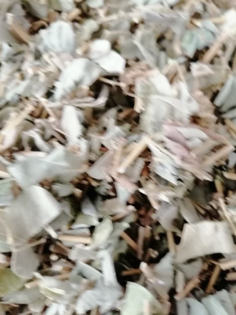 广西特产，金钱草，新鲜干净无杂质，筛过粉，大货供应