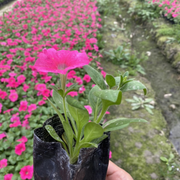 矮牵牛种植基地，四川矮牵牛工程货源商
