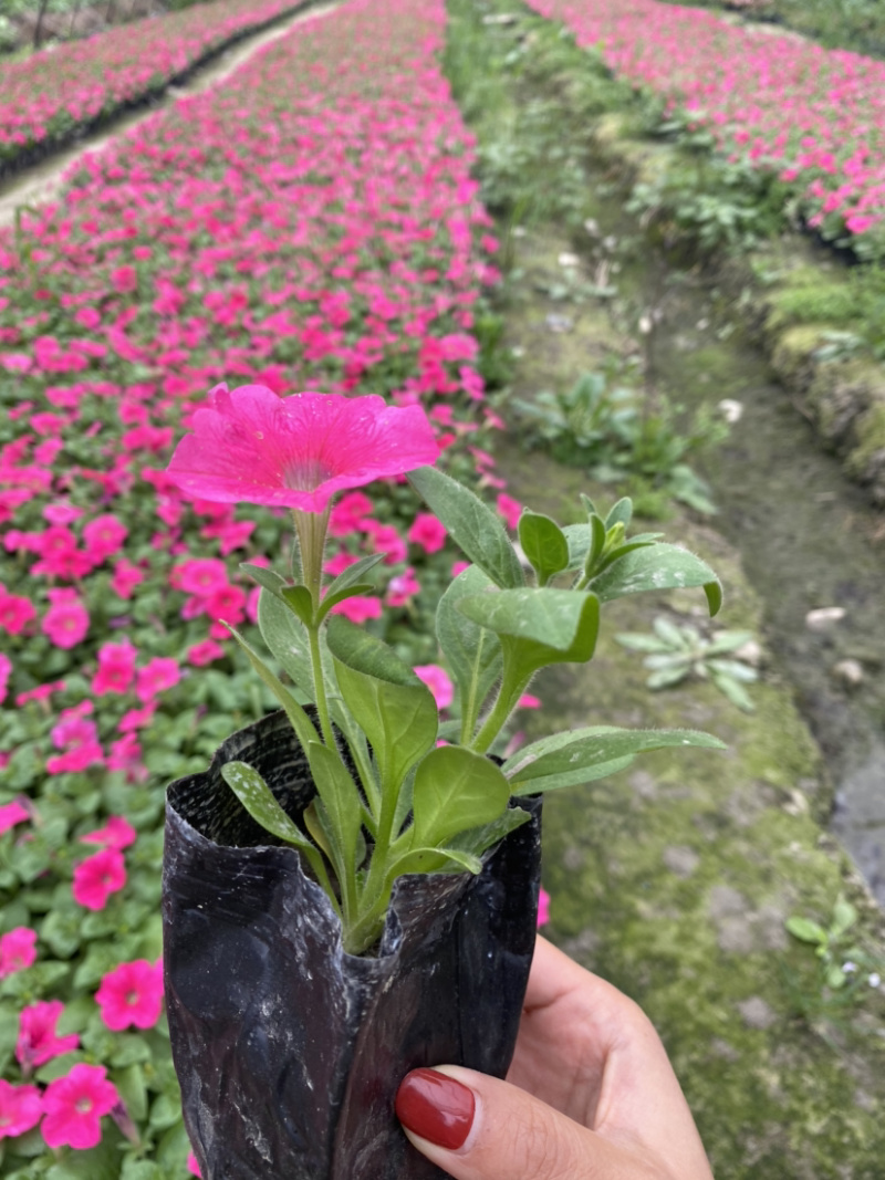 矮牵牛种植基地，四川矮牵牛工程货源商