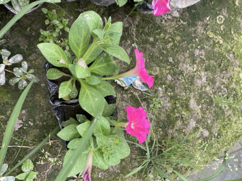 矮牵牛种植基地，四川矮牵牛工程货源商