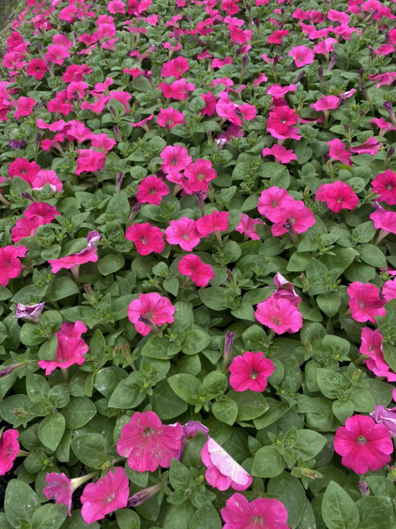 矮牵牛种植基地，四川矮牵牛工程货源商