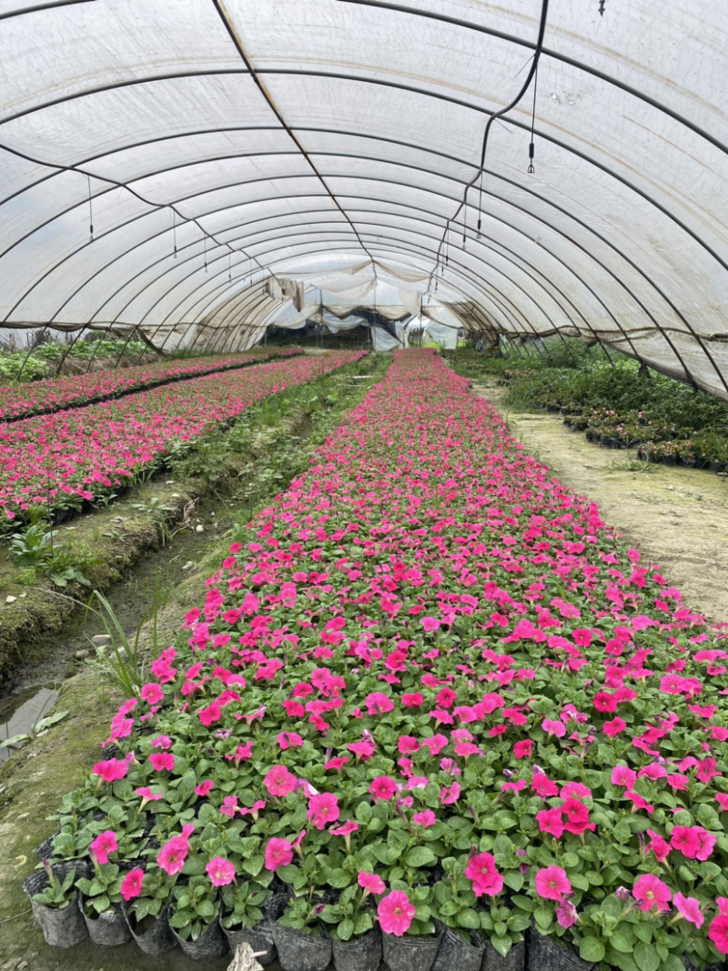矮牵牛种植基地，四川矮牵牛工程货源商