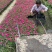 矮牵牛种植基地，四川矮牵牛工程货源商