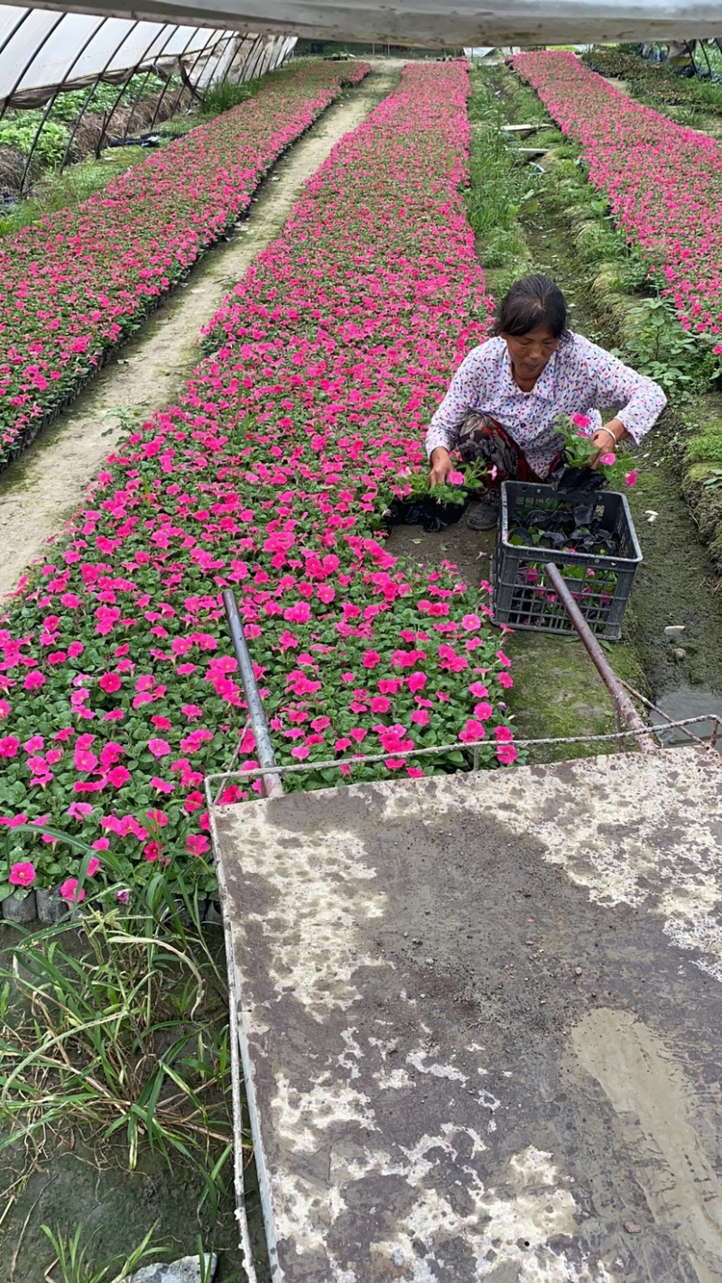 矮牵牛种植基地，四川矮牵牛工程货源商