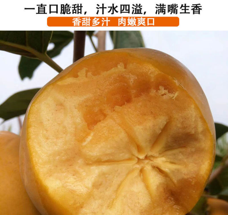 山西甜柿脆柿，摘就可以吃65MM以上产地现摘平台担保交易