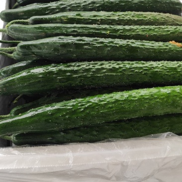 黄瓜应季黄瓜露天种植油皮密刺黄瓜高品质蔬菜