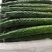 黄瓜应季黄瓜露天种植油皮密刺黄瓜高品质蔬菜