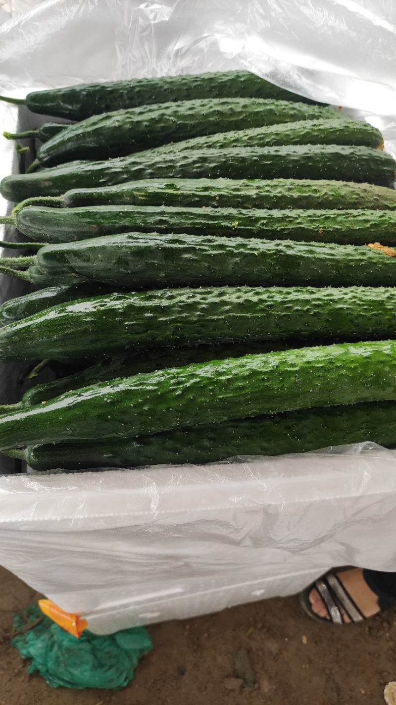 黄瓜应季黄瓜露天种植油皮密刺黄瓜高品质蔬菜