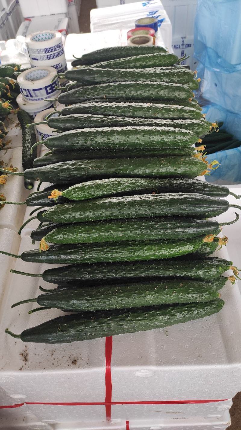 黄瓜应季黄瓜露天种植油皮密刺黄瓜高品质蔬菜