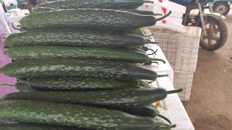 黄瓜应季黄瓜露天种植油皮密刺黄瓜高品质蔬菜