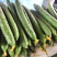 黄瓜应季黄瓜露天种植油皮密刺黄瓜高品质蔬菜
