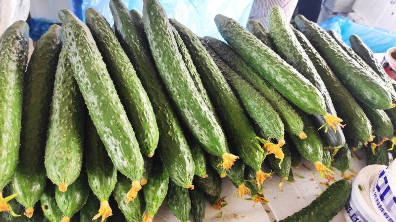黄瓜应季黄瓜露天种植油皮密刺黄瓜高品质蔬菜